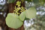 View full-size image Populus pruinosa
