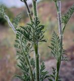 Смотреть изображение Daucus carota