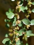 View full-size image Parietaria judaica