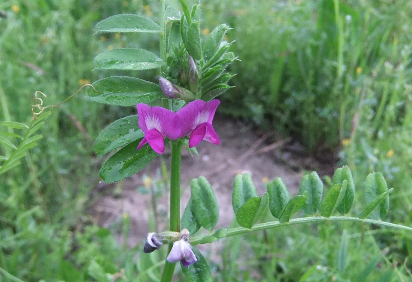 Image of Vicia sativa specimen.