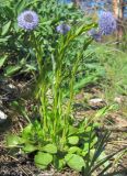 Globularia bisnagarica. Цветущее растение. Татарстан, Бавлинский р-н. 25.05.2011.