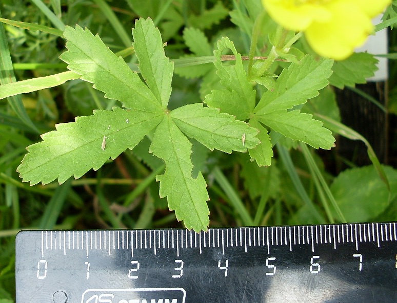 Image of Potentilla reptans specimen.