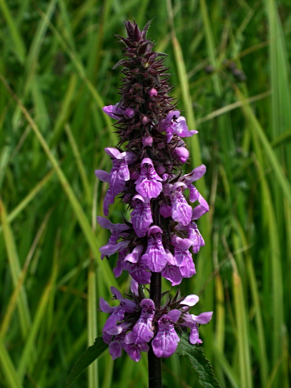 Image of Stachys palustris specimen.