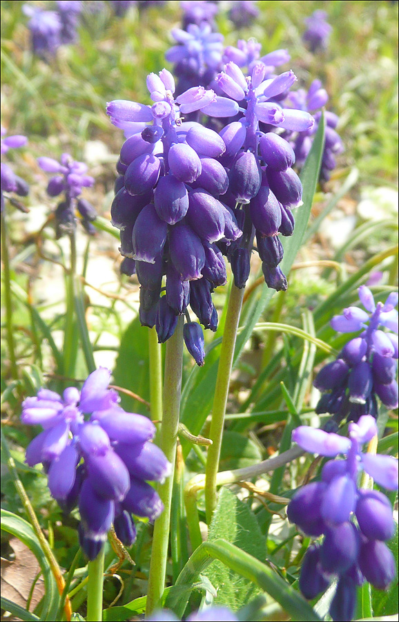 Image of Muscari neglectum specimen.