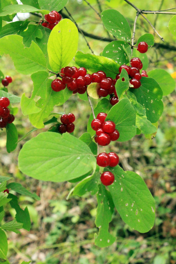 Image of Lonicera xylosteum specimen.