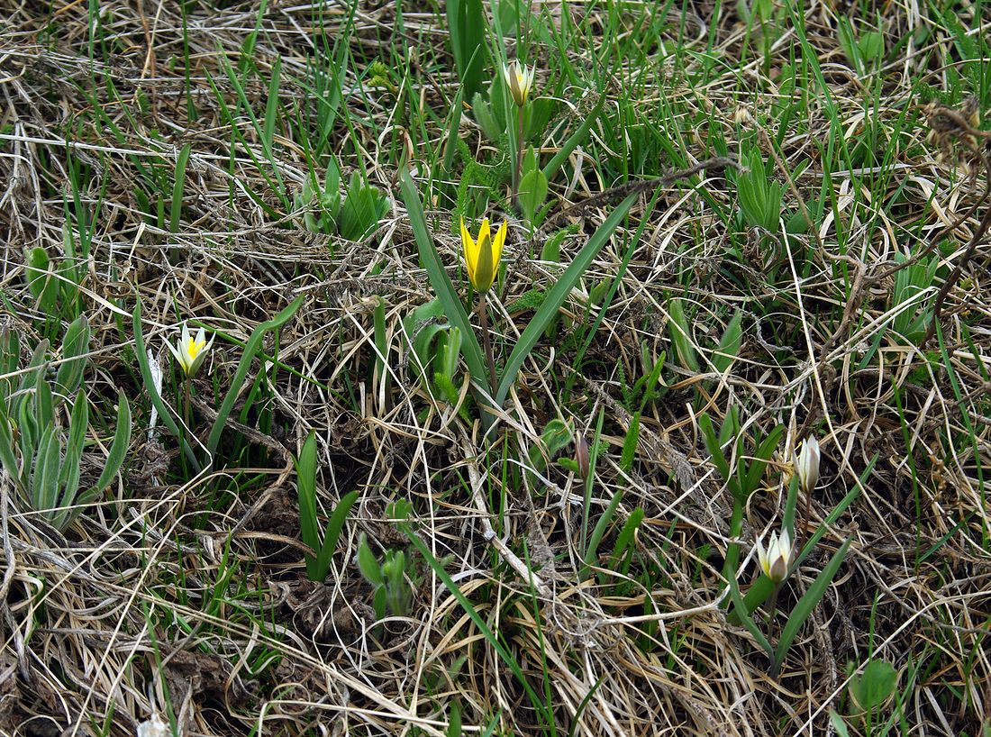 Image of Tulipa dasystemonoides specimen.