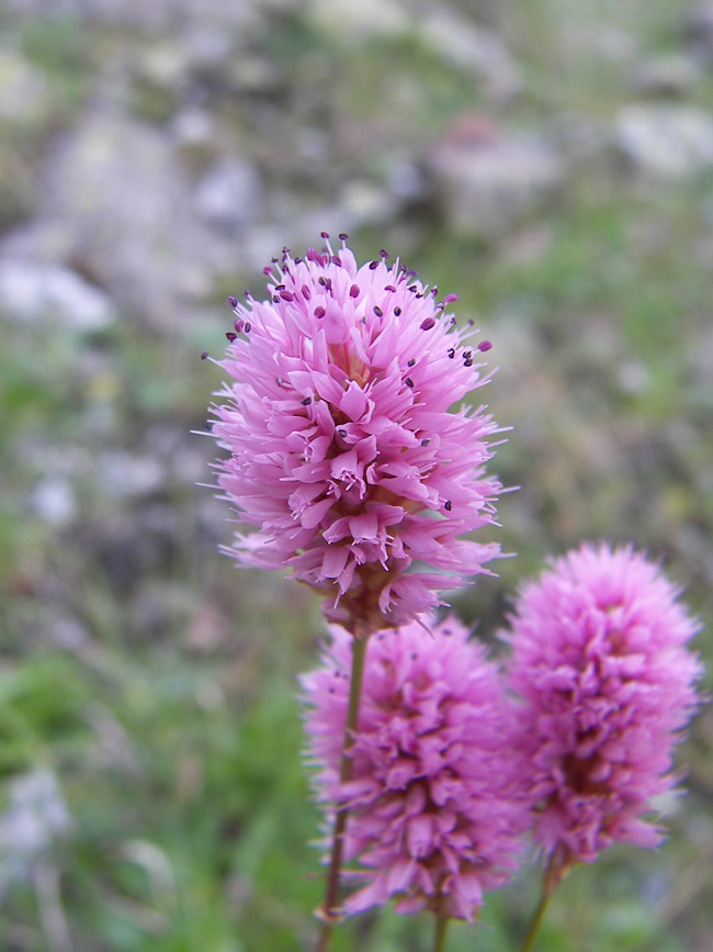 Изображение особи Bistorta carnea.