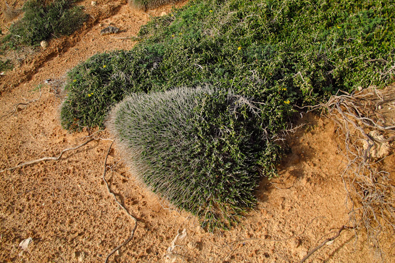 Image of Thymbra capitata specimen.