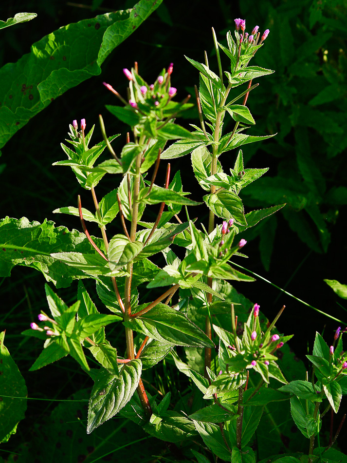 Image of Epilobium glandulosum specimen.