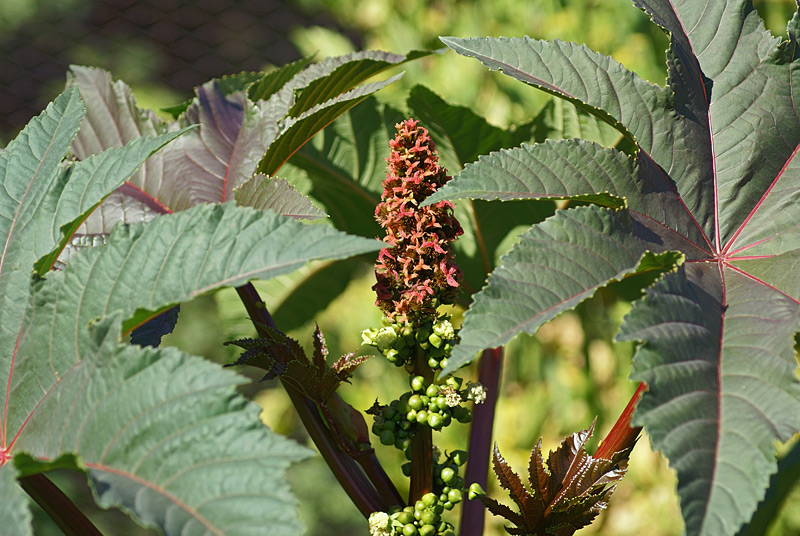 Image of Ricinus communis specimen.