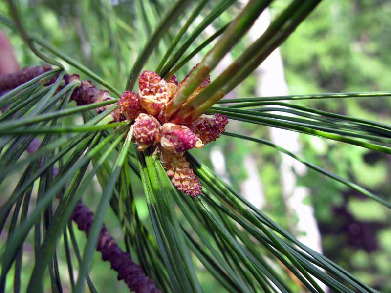 Изображение особи Pinus sibirica.