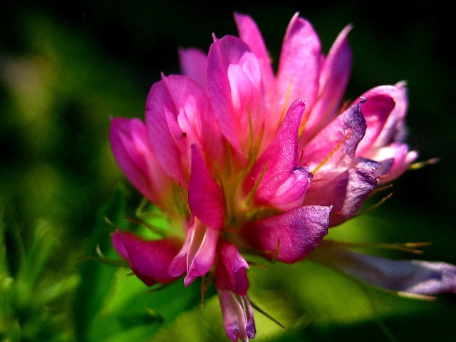 Image of Trifolium lupinaster specimen.