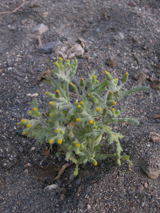 Изображение особи Senecio vulgaris.