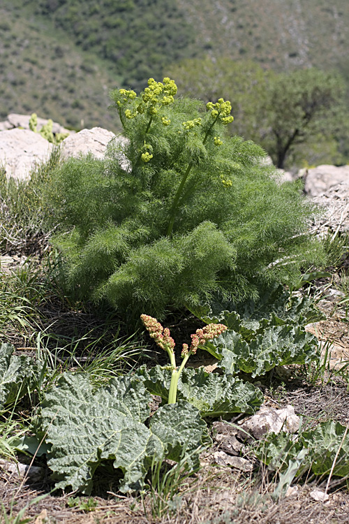 Image of Prangos pabularia specimen.