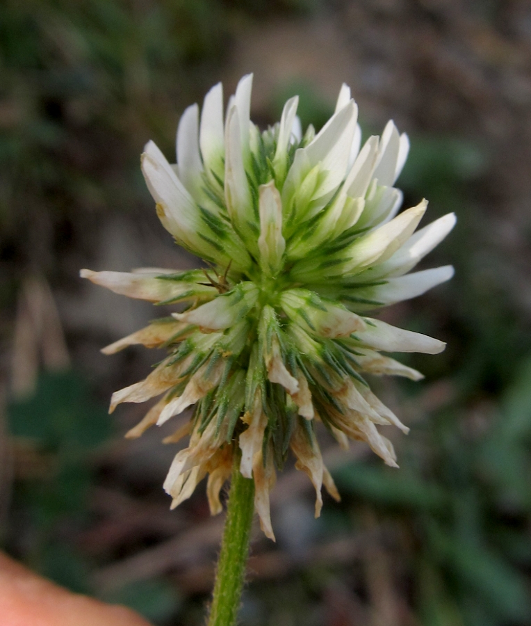 Изображение особи род Trifolium.