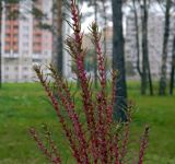 Bassia scoparia форма trichophylla. Верхушки побегов с соплодиями. Подмосковье, г. Одинцово, клумба возле бензоколонки. Октябрь 2012 г.