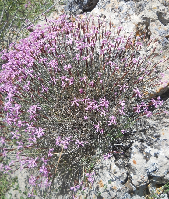 Image of Dianthus orientalis specimen.