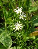 Stellaria graminea