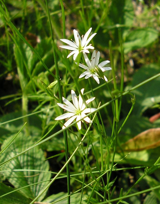 Image of Stellaria graminea specimen.