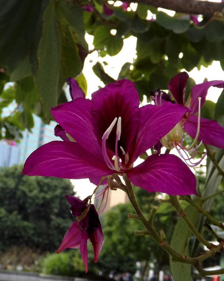 Image of Bauhinia &times; blakeana specimen.