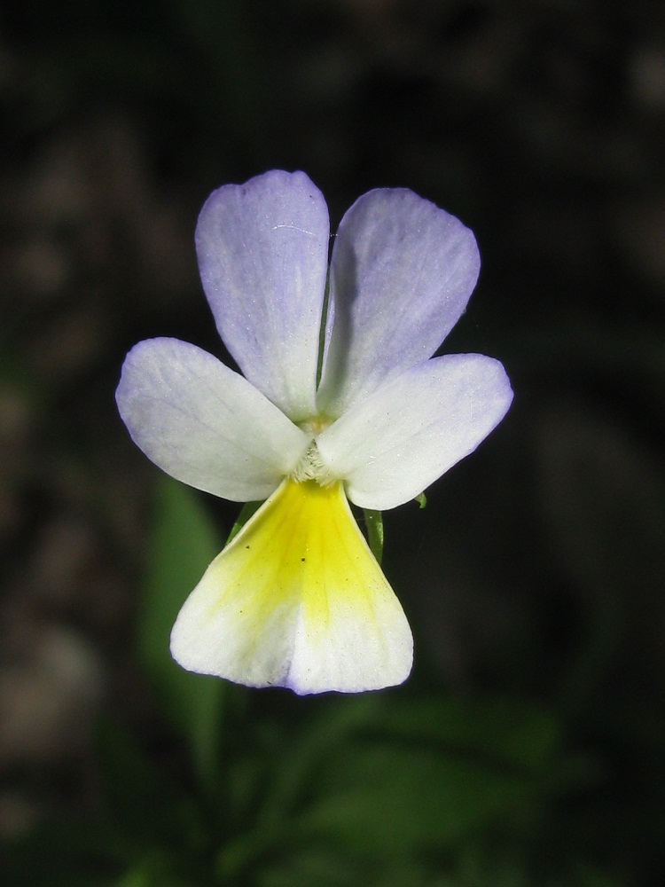 Image of Viola &times; contempta specimen.