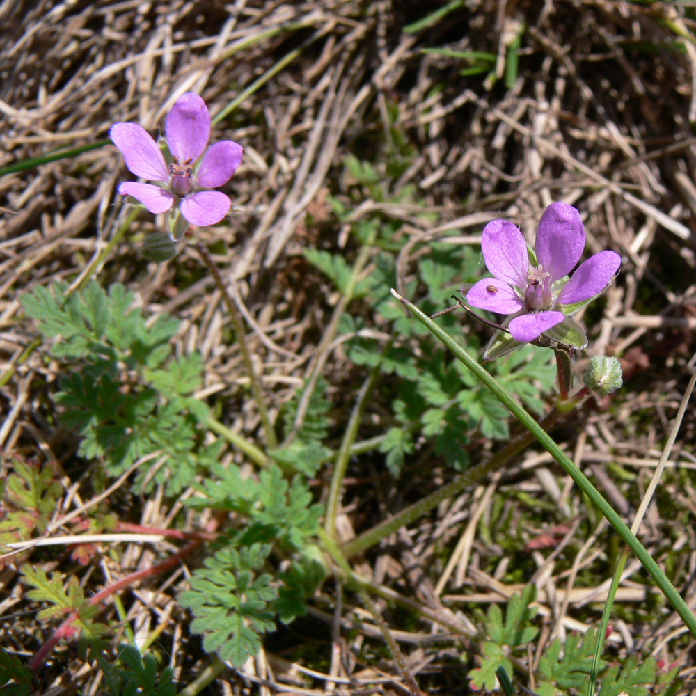 Изображение особи Erodium cicutarium.