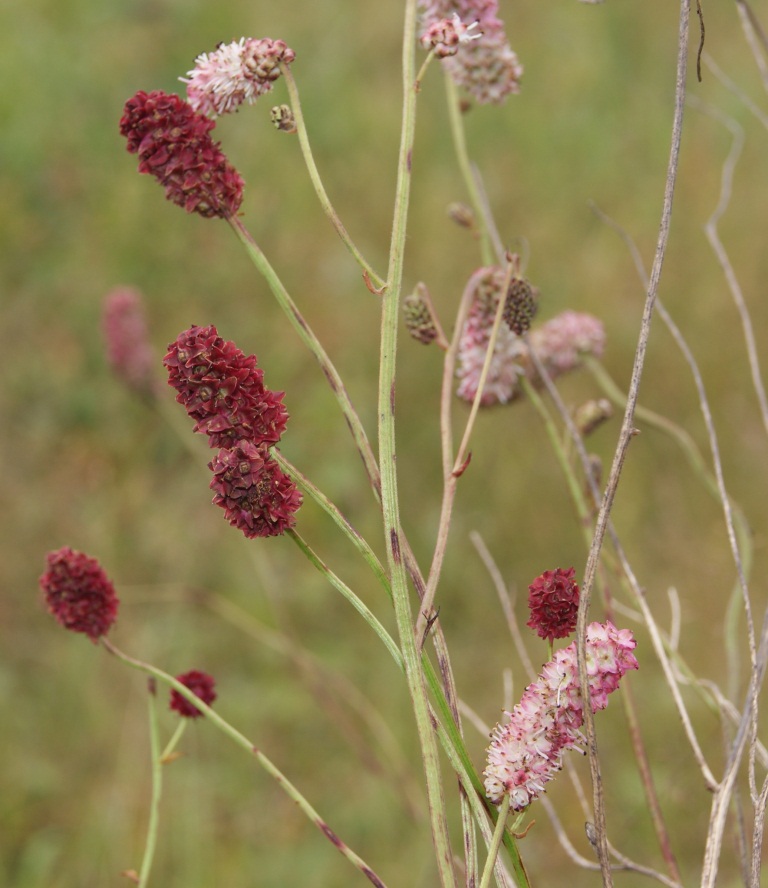 Image of Sanguisorba tenuifolia specimen.