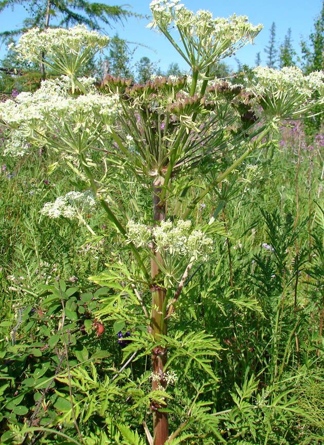 Изображение особи Pleurospermum uralense.