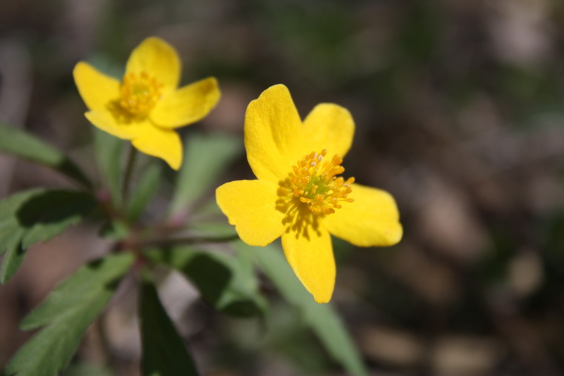 Image of Anemone ranunculoides specimen.