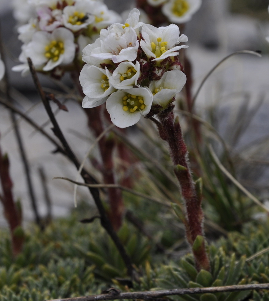 Image of Saxifraga scardica specimen.