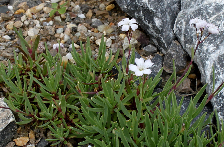 Image of Gypsophila repens specimen.