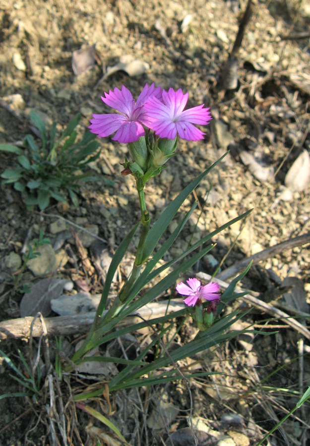 Image of Dianthus capitatus specimen.