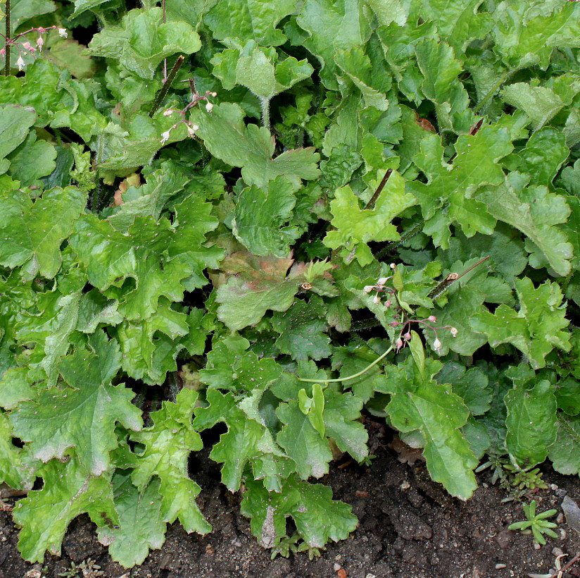 Image of genus Heuchera specimen.