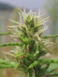 Cannabis sativa variety spontanea. Соцветие. Крым, предгорья, Партизанское вдхр., пойма р. Альма. 28 июля 2013 г.