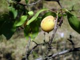Armeniaca vulgaris. Одинокий плод, сохранившийся в августе. г. Луганск.
