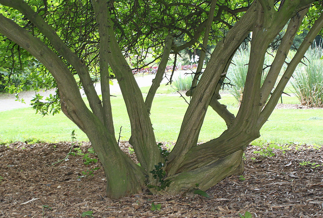 Image of Poncirus trifoliata specimen.