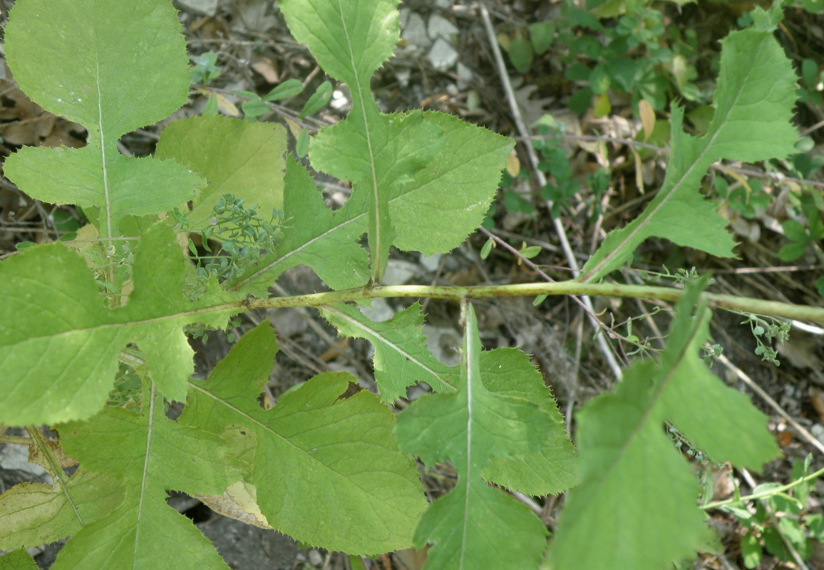 Image of Cicerbita prenanthoides specimen.