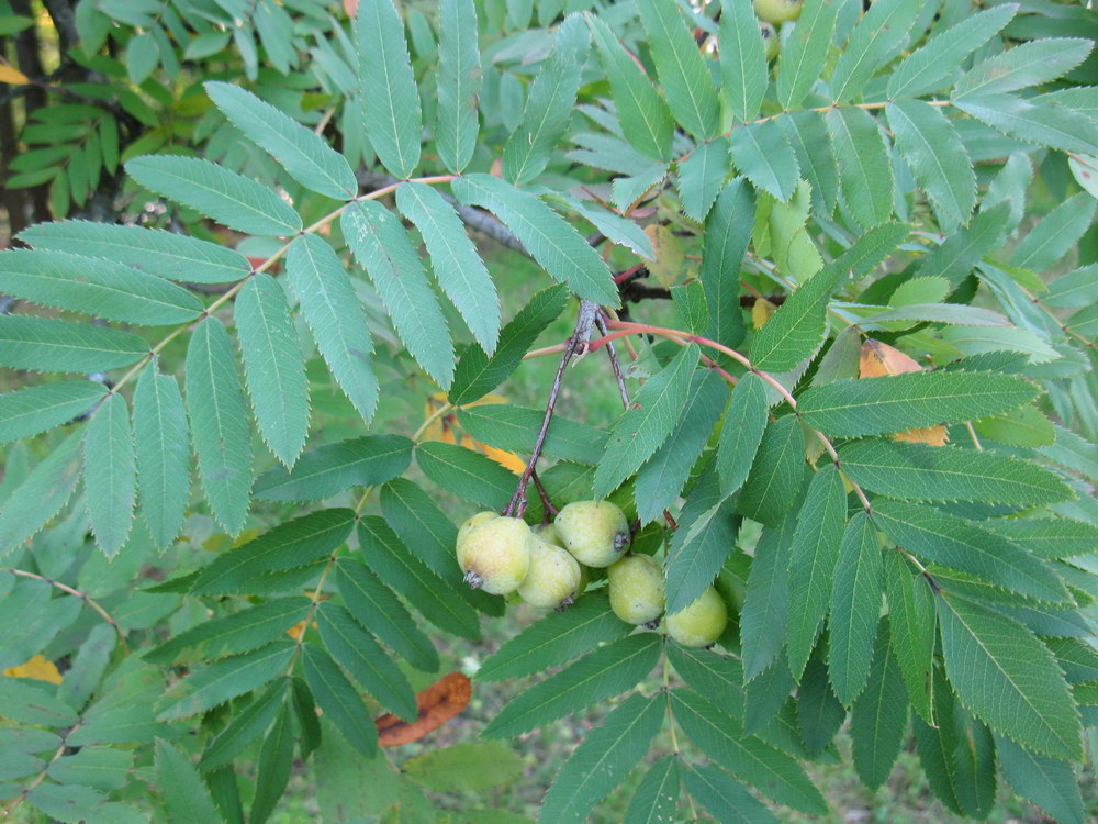 Image of Sorbus domestica specimen.