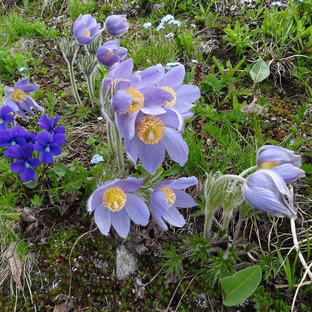 Image of Pulsatilla patens specimen.