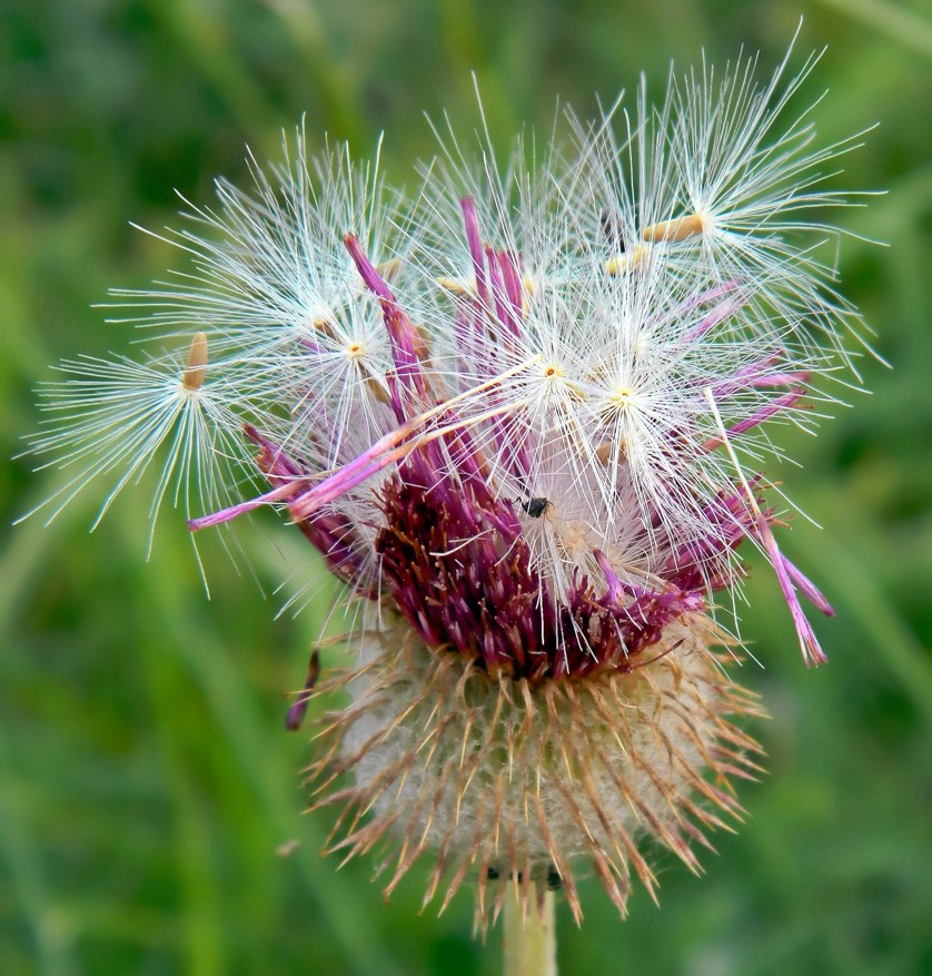 Image of Carduus uncinatus ssp. davisii specimen.