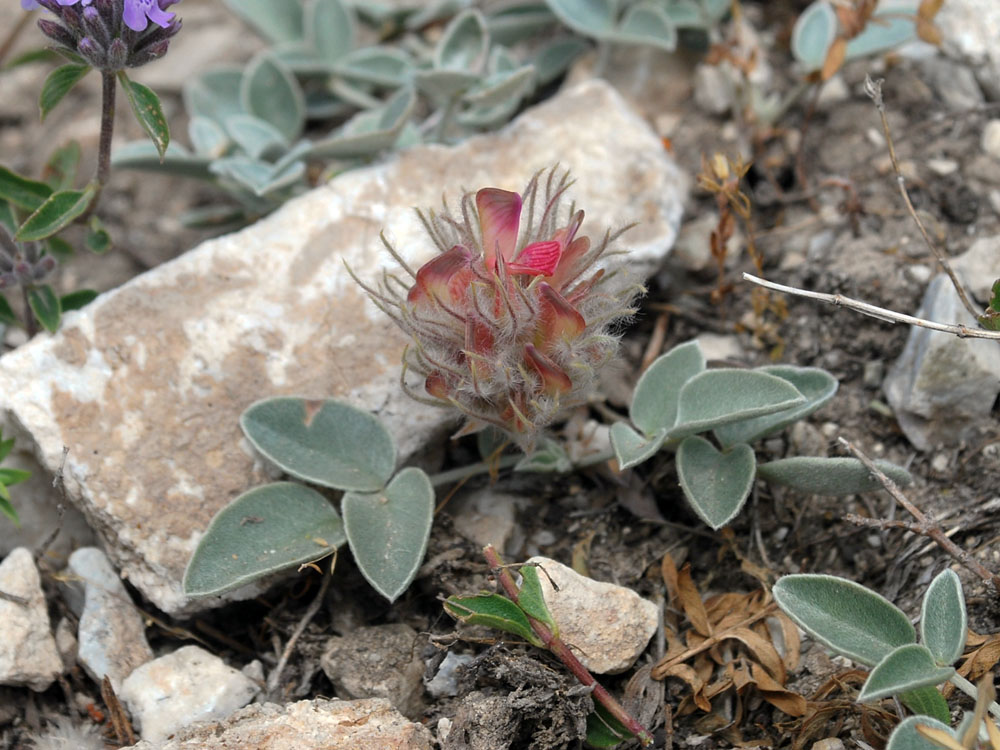 Изображение особи Hedysarum plumosum.