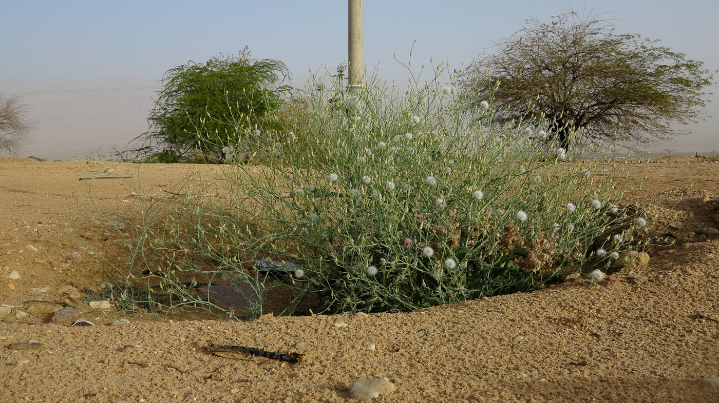 Image of Launaea mucronata specimen.