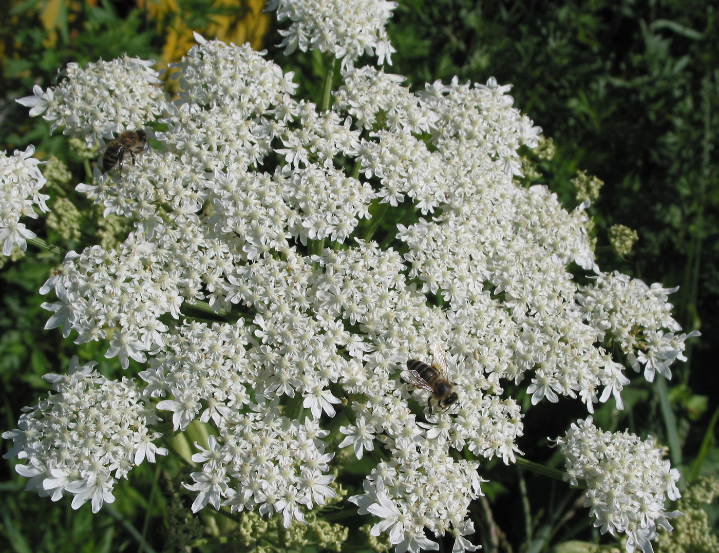 Image of Heracleum dissectum specimen.