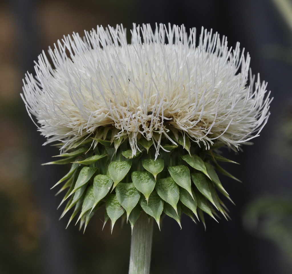 Image of Carduus thoermeri specimen.