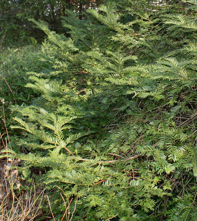 Изображение особи Cephalotaxus harringtonia.