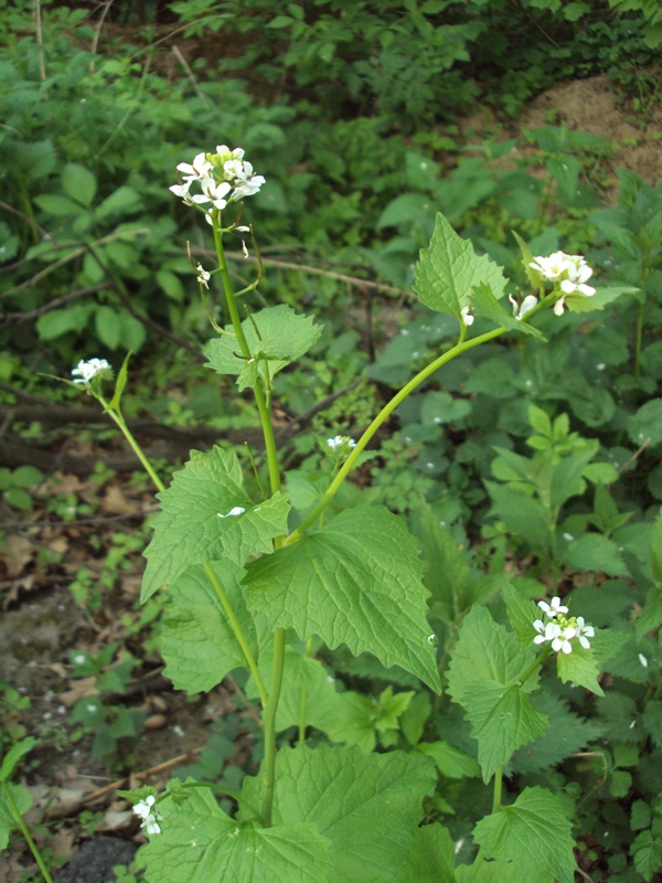 Image of Alliaria petiolata specimen.