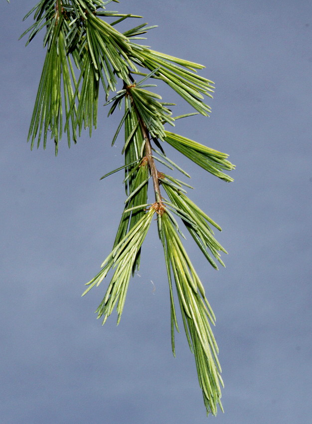 Image of Cedrus deodara specimen.
