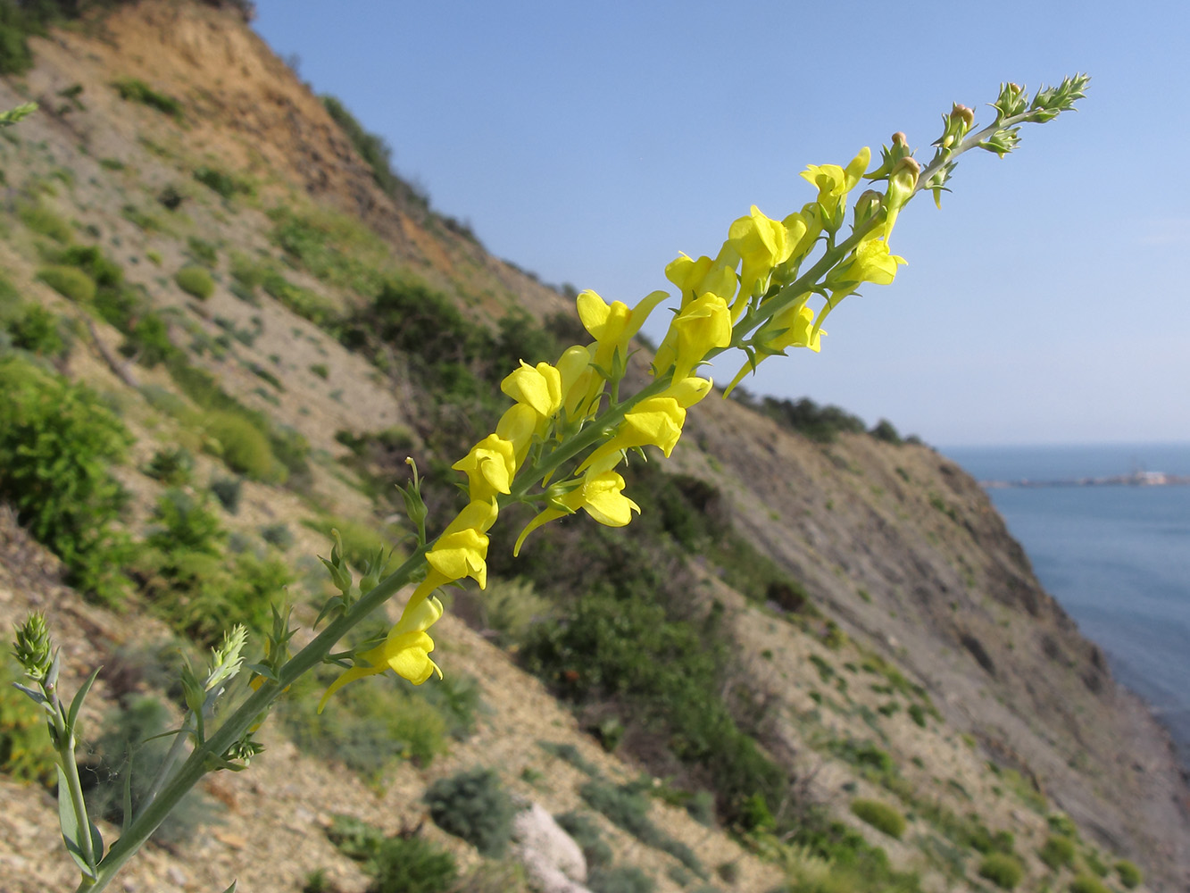 Image of Linaria genistifolia specimen.