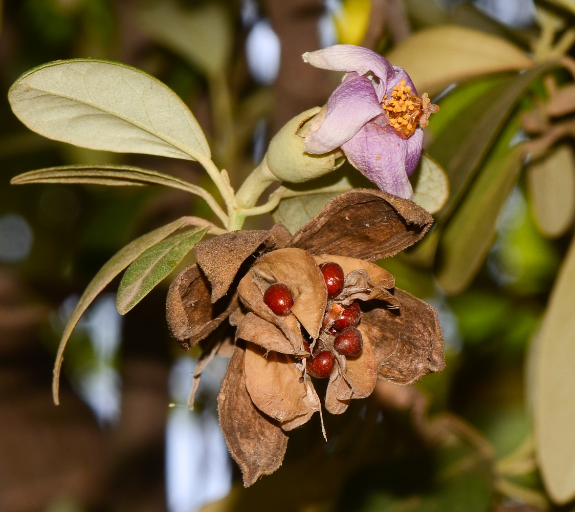 Image of Lagunaria patersonia specimen.