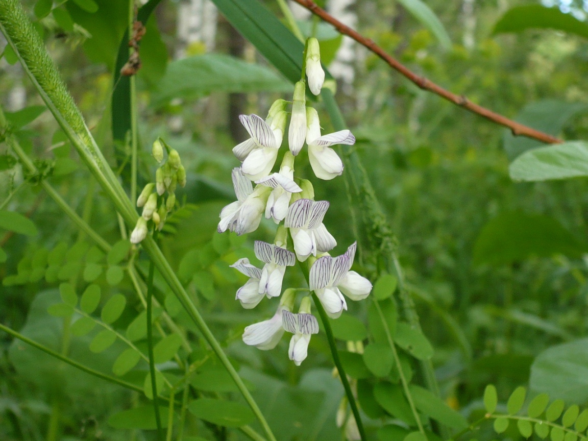 Изображение особи Vicia sylvatica.